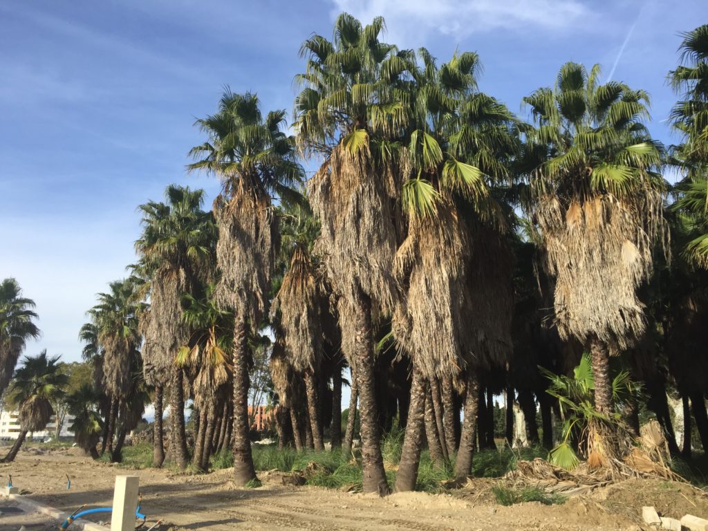 > Actualités > Les Jardins de la Palmeraie à Bompas (66) : travaux de